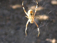 Large spider